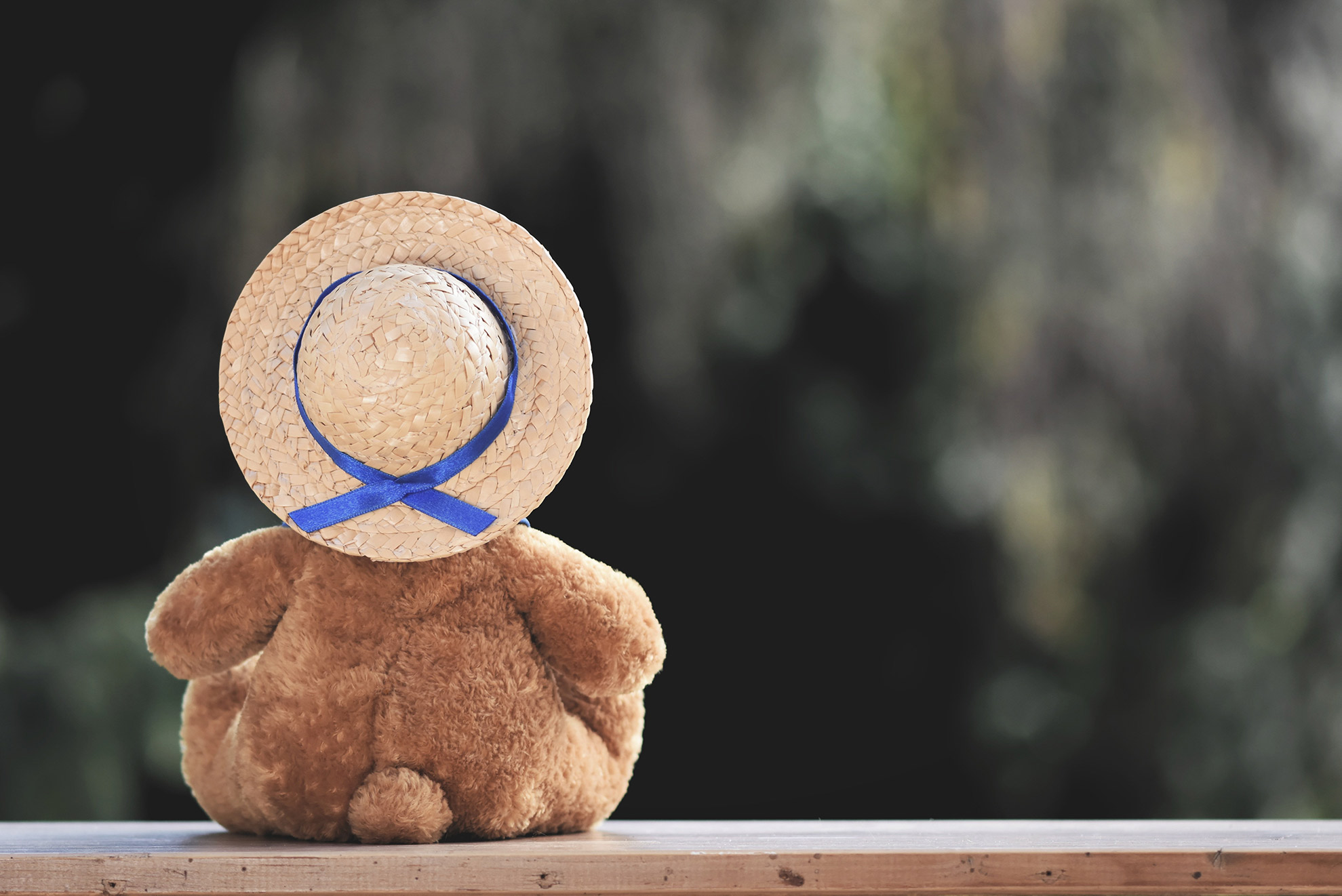 bear-5021810.jpg bear-5021810.jpg